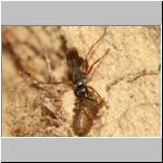 Agenioideus cinctellus - Wegwespe mit Spinne 02d - Sandgrube Niedringhaussee.jpg